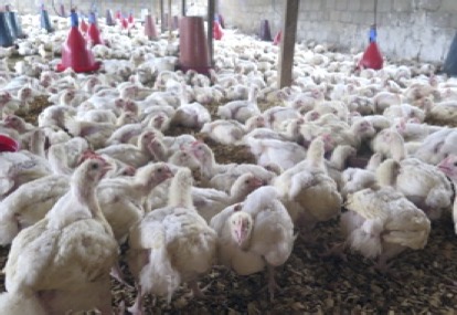 Emerging viral disease in poultry: Avian Influenza or Bird Flu